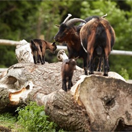 Malá ZOO Kolínská bouda